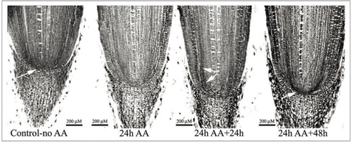 Figure 1 (A-D) immunolocalization of auxin in Zea mays roots treated for 24 h with ascorbic acid (AA ) and then examined 24 and 48 h after ending the AA treatment. Arrows point to the position of the auxin maximum. Immunolocalization of auxin was done as described by Jiang et al.Citation10