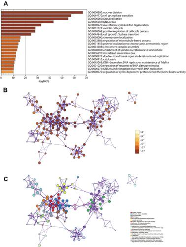 Figure 6 Biological processes enrichment analysis of IQGAP3 and its functional partners (Metascape database). (A) Heatmap of the biological processes enriched terms colored by P-values; (B) Network of biological processes enriched terms colored by P-value; (C) Network of biological processes enriched terms colored by clusters.