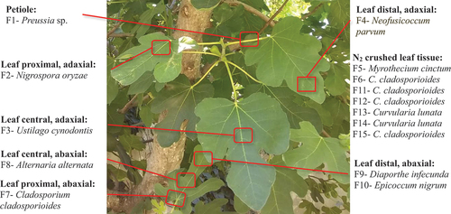 Figure 1. Schematic representation of the endophytic fungi isolated and their localisation in Ficus carica tissues.