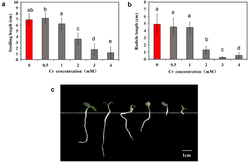 Figure 2. Seedling length (a), (b) and comparison of root and Hhypocotyl morphology (c) of alfalfa under 0–4 mM Cr(III) stress for 5 days after seed planting. The different lower case letters above the columns indicate significant differences among the treatments (p <0.05), and the Cr concentrations from left to right are 0, 0.5, 1, 2, 3, and 4 mM in Panel C.