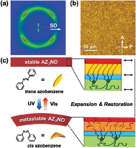 Figure 7. 2D WAXD patterns (a) and POM microphotographs (b) of AZ3NO. Schematic illustrations of molecular packing model and photoreversible bending mechanisms upon irradiating UV and Vis light (c). Reproduced with permission [Citation65].