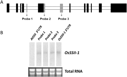 Figure 3. Alternative splicing in OsSSII-1. (A) Exon–intron diagram of SSII-1 genes. Black boxes correspond to the gene CDS from AF383878.1; grey boxes represent the added exon from NM_196673.1; all ‘new’ exons are designed probes for northern blots, respectively. (B) Northern blots. The added exon probes and 3’UTR probe could be detected in the total RNA.