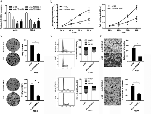 Figure 2. CircPCNXL2 inhibition reduces RCC cells proliferation and invasion in vitro. (a) QRT-PCR analysis for circPCNXL2 expression in A498 and 786-O cells transfected with si-circPCNXL2. (b, c) CircPCNXL2 inhibition decreased RCC cells colony formation ability and cell proliferation. (d) CircPCNXL2 suppression arrested RCC cells in G0/G1 phase. (e) CircPCNXL2 inhibition reduced the invasion ability of RCC cells. *P < 0.05.