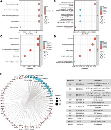 Figure 8 GO and KEGG Enrichment analyses of AP1S1. (A–C) GO enrichment analyses of AP1S1. (D) KEGG enrichment analyses of AP1S1. (E) GO and KEGG enrichment interactive network.