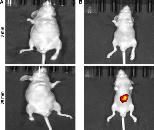Figure 7 Images of nude mice after topical application of (A) FITC-OVA-PD-Lipos and (B) FITC-OVA-PD-Lipos-MNs. The colored area represents fluorescent intensity.Abbreviations: FITC, fluorescein isothiocyanate; OVA, ovalbumin; PD, Platycodin D; MNs, microneedle array.