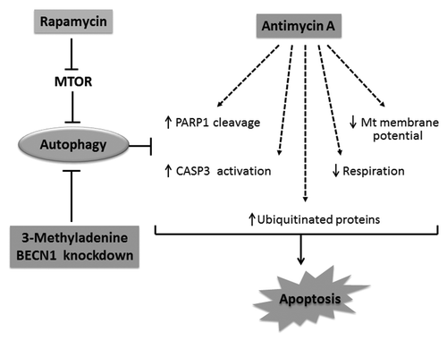 Figure 8. Schematic representation of the protective effects of rapamycin against AMA toxicity. AMA induces PARP1 cleavage and CASP3 activation, decreases respiration, mitochondrial membrane potential as well as mediates the accumulation of ubiquitinated proteins, all of which culminates in apoptotic induction. Rapamycin treatment induces autophagy by removing the inhibitory effect of MTOR on autophagy induction. Stimulation of autophagy suppresses cytotoxic markers induced by AMA. On the other hand, inhibition of rapamycin-induced autophagy by pharmacological (3-MA) or genetic (shRNA) interventions blocks the cytoprotective effects of rapamycin.