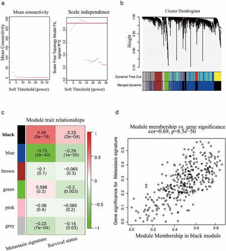 Figure 1. WGCNA based on the GSE14520 dataset. (a) Optimal soft-thresholding power was selected according to the network topology analysis. (b) Five gene modules were identified in the clustering dendrogram of the prognostic genes. (c) Correlations between the gene modules and clinical traits. (d) The correlation between the black gene module and HCC metastasis is shown in the scatter plot.