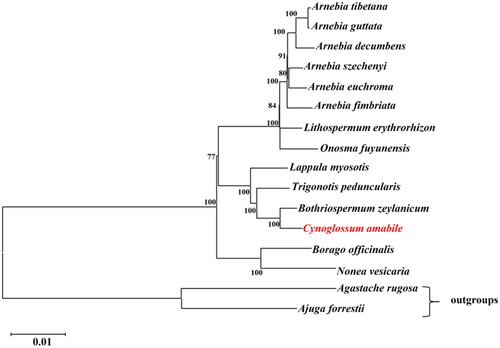 Figure 3. ML phylogenetic tree based on complete chloroplast genome of C. amabile and 15 other species. Numbers in the nodes are the bootstrap values from 1000 replicates. The following sequences were used: Arnebia decumbens ON529954 (Sun et al. Citation2022), Arnebia euchroma ON529958, Arnebia fimbriata ON529943, Arnebia guttata ON529956, Arnebia szechenyi ON529949, Arnebia tibetana MT975392 (Park et al. Citation2020), Borago officinalis NC_046796 (Guo et al. Citation2020), Bothriospermum zeylanicum NC_065834, Cynoglossum amabile NC_061706, Lappula myosotis NC_060614, Lithospermum erythrorhizon MT975394, Nonea vesicaria OL335187 (Carvalho Leonardo et al. Citation2022), Onosma fuyunensis NC_049569 (He et al. Citation2021), Trigonotis peduncularis MZ911745 (Wu et al. Citation2022), Agastache rugosa MW760849 (Wang et al. Citation2021), and Ajuga forrestii NC_048512 (Tao et al. Citation2019).