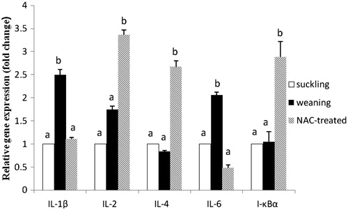 Figure 2. Jejunal relative gene expression of inflammatory cytokines and I-κB in piglets of the suckling, weaning and NAC-treated groups. Values are means ± SE (n = 5), with the SE indicated by vertical bars. Mean values with different lowercase letters were significantly different (p < .05). Gene expression levels in the weaning and NAC groups are presented as the multiples of the gene expression level in the suckling group, which was set as 1.0.