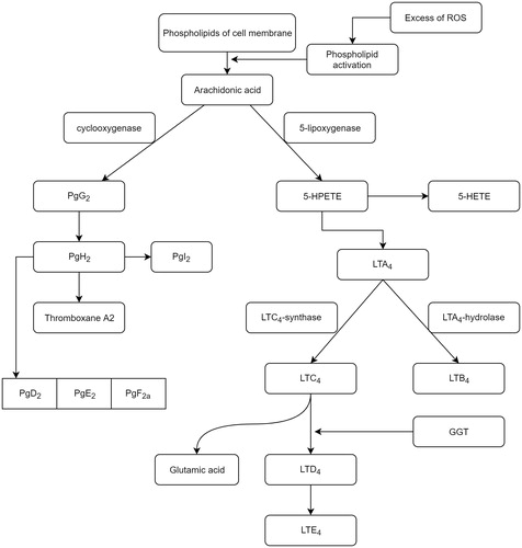 Figure 2. The metabolism of membrane arachidonic acid under oxidative stress conditionsCitation11. (5-HPETE: 5-hydroperoxyeicosatetraenoic; 5-HETE: 5-hydroxyeicosatetraenoic acid; LT: leukotriene; Pg: prostaglandin; GGT: gamma-glutamyltransferase).