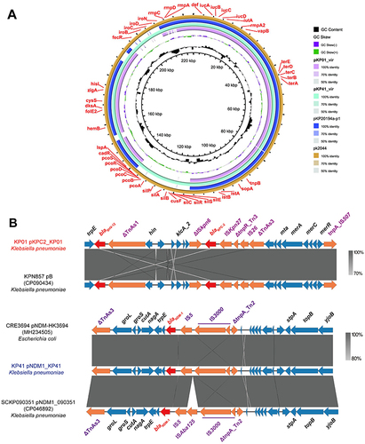 Figure 5 Gene map of virulence plasmids harbored by gut colonized hv-CRKP strains. (A) The structural comparison between virulence plasmid pKP01_vir, pKP41_vir, pKP20194a-p1 and pKP2044 (B) The genetic environment of the pKPC2_KP01 resistance gene blaKPC-2 and the pNDM_KP41 resistance gene blaNDM-1.