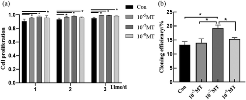 Figure 2. The effect of MT treatment on cell proliferation and cloning of FFCs: (a) Cell proliferation was analyzed by CCK8 assay. The value of absorbance was positively related to the number of live cells; (b) The cloning efficiency was measured by flow cytometry. The number of monoclonal cells were counted. Con, control. Values were mean ± standard error of the mean of 3 times independent experiments *P < 0. 05 vs other groups.