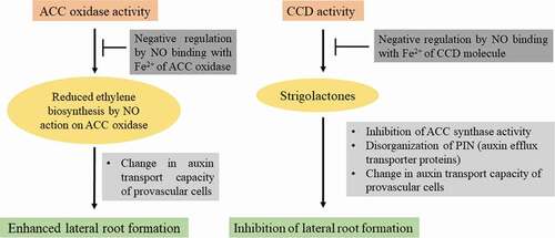 Figure 1. NO-modulated ethylene and SL biosynthesis and possible causes of their impact on lateral root formation