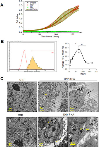 Figure 1 Uptake and viability of hydroxyapatite particles by HDFs. Primary HDFs were exposed to HA particles at the administered dose of 300 μg/mL to evaluate cell viability and proliferation. (A) Results of Real-time Cell Analyzer (RTCA) experiments over 7 days show that there was no significant difference in cell index in HDFs with or without exposure to HA particles. DMEM alone and HA particles in DMEM (HA) were used as negative controls. (B) Flow cytometry analysis of untreated control (CTR) and FITC-HA treated cells to quantify the percentage of cells that have internalized HA particles over 6 (TWA = 13.9 μg/cm2), 12 (TWA = 27.4 μg/cm2), 24 (TWA = 43.4 μg/cm2), 72 (TWA =54.4 μg/cm2), 120 (TWA = 56.6 μg/cm2), and 168 (TWA = 57.5 μg/cm2) hours, respectively. (C) Transmission electron micrographs of CTR (left) and HA treated cells (middle and right), after 3 days (top) and 7 days (bottom) of treatment. LY, lysosomes; VA, vacuoles; arrows, HA particles. Quantitative values are expressed as means ± SEM, n = 3. *p < 0.05 and **p < 0.005, compared to CTR.