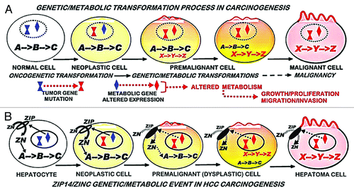 Figure 4. Concept of (A) the involvement of the genetic/metabolic transformation in carcinogenesis, and (B) the involvement of ZIP14 gene expression and decreased zinc in hepatocarcinogenesis.