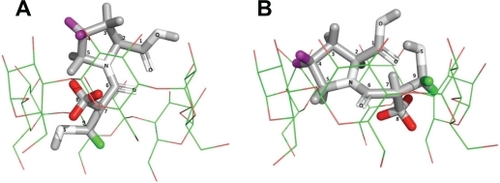 Figure 4 Proposed structure for captopril and α-cyclodextrin (CD) in the captopril (CAP)/α-CD:kneading method inclusion complex. The CAP is completely included in the α-CD cavity; α-CD upper and broader cone side accommodates CAP whose thiol moiety is completely introduced into the cavity and is illustrated in two different perspectives (A) and (B). The hydrogen atoms in green (H-9), purple (H-4), and red (H-8) on the CAP molecule are the most altered by complexation, as measured in rotating-frame Overhauser enhancement spectroscopy nuclear magnetic resonance and seen by complexation-induced chemical shifts.