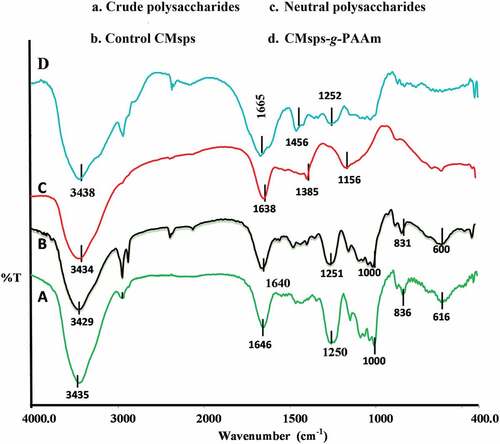 Figure 3. FT-IR spectrum of (a) crude polysaccharides (b) control CMsps (c) Neutral polysaccharides and (d) CMsps-g-PAAm.