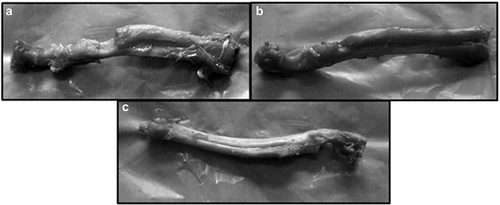 Figure 23. Photographs of rabbit bones on 12th week showing (a) no new bone formation without SF/HA-3, (b) new bone formation at bone defect site with SF/HA-3, and (c) new cortical bone formation and remodelling site with SF/HA-3 consisting BMSCs [Citation188]