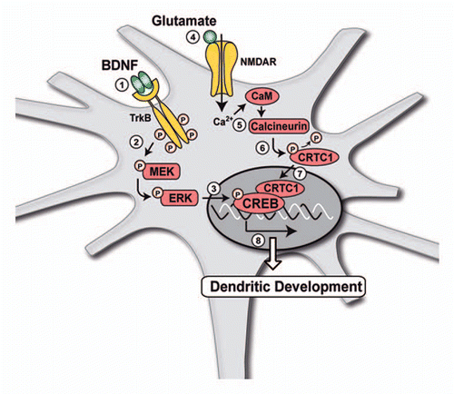 Figure 1 Schematic representation of the mechanisms underlying the effects of BDNF on dendritic development of cortical neurons. (1–3) Binding of BDNF to its receptor TrkB activates MAPK signalling pathway, resulting in the increased phosphorylation of the MEK and ERK kinases and the transcription factor CREB. However, phosphorylation of CREB is not sufficient for the regulation of dendritic development by BDNF, which also requires the nuclear translocation of the CREB coactivator CRTC1. (4–7) Nuclear translocation of CRTC1 is triggered by activation of NMDA receptors by glutamate, resulting in stimulation of the Ca2+/calmodulin (CaM)-dependent protein phosphatase calcineurin. Activation of calcineurin induces the dephosphorylation of CRTC1 and its translocation from the cytoplasm to the nucleus of cortical neurons. (8) Both the stimulation of CREB phosphorylation by BDNF and the induction of CRTC1 nuclear translocation by glutamate are required to increase cortical dendritic development.Citation31