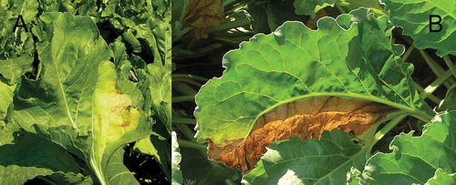 Fig. 1 (Colour online) Sugar beet leaf with vein-delimited chlorotic (a) and necrotic (b) tissue which are early and late symptoms of Verticillium wilt caused by V. dahliae, respectively.