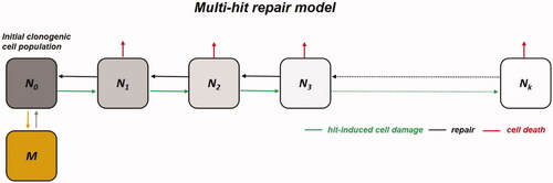 Figure 2. Schematic illustration of the multi-hit repair approach to model response of tumor cells to radiation and heat [Citation57]. The model is based on a chain of cell populations (N 0, …, N k), characterized by the number of radiation-induced damages (‘hits’). At the start of the simulation, the initial population (N0, counted by state variable N0) is clonogenic and can undergo mitosis. During treatment, cells accumulate radiation-induced damage (‘hits’). These damaged cells move to the next population in the chain (green arrows). Damage will be repaired with a certain repair probability, and after successful repair cells move back to a population upward in the chain (black arrows). Hyperthermia reduces this repair capacity. When the damage becomes lethal, cells are removed from the population (red arrows). The final population represents the cells that survived after treatment.
