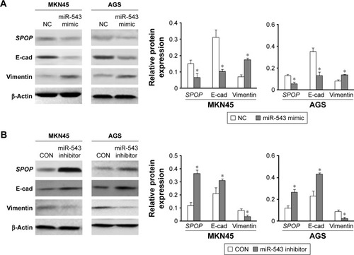 Figure 6 miR-543-induced EMT phenotypes. (A and B) SPOP, E-cadherin, and vimentin protein levels in MKN45 and AGS cells transfected with miR-543 mimics, miR-543 inhibitor, or NC were examined by western blot analysis. β-Actin was used as an internal control. Data are presented as mean ± SD of three separated experiments (*P<0.05).