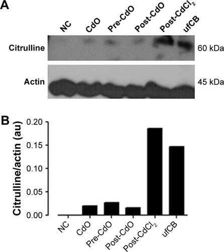 Figure 1 Detection of protein citrullination by Western immunoblot analysis.Notes: A549 cells were left untreated (NC) or exposed to sub-toxic concentrations of Cd compounds. After 24 h of treatment, protein citrullination was quantified by Western blotting. A representative blot is shown, with actin used for loading control (A). The quantification analysis of the same blot is shown. The experiment was performed twice with comparable results (B). Cd, cadmium; NC, no treatment; CdO, treatment with CdO alone; Pre-CdO, exposure to CdO + ufCB pre-combustion; Post-CdO, exposure to CdO + ufCB post-combustion; Post-CdCl2, exposure to cadmium chloride + ufCB post-combustion; ufCB, treatment with ultrafine carbon black alone.Abbreviations: NC, negative control; CdO, cadmium oxide; CdCl2, cadmium chloridel; ufCB, ultrafine carbon black.