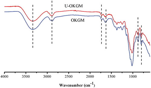 Figure 3. FT-IR spectrum of OKGM and U-OKGM. OKGM: oxidized konjac glucomannan; U-OKGM: ultrasound degradated-OKGM.Figura 3. Espectro FT-IR de OKGM y U-OKGM. OKGM: glucomanano de konjac oxidado; U-OKGM: OKGM degradado por ultrasonido.