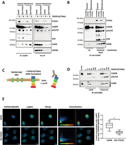 Figure 3. The absence of FYCO1 leads to the stabilization the DISC caused by impaired lysosomal degradation. (A) Cytosolic and membrane fractions of HeLa cells knocked out for FYCO1 by CRISPR-Cas9 and treated with TNFSF10/TRAIL (2 h, 500 ng/ml) were prepared. Anti-CASP8 co-IP was performed. Shown is the WB analysis for the proteins indicated. (B) Cytosolic and membrane fractions of HeLa cells transfected with scramble or siRNA for FYCO1 (#95, 40 nM, 72 h) treated or not with TNFSF10/TRAIL (500 ng/ml, 2 h) were prepared and anti-CASP8 co-IPs were performed. Shown are the WB tested for the proteins indicated. (C) Schematic representation of the DISC isolation. (D) WB analysis of the TNFSF10/TRAIL DISC. Cells were stimulated with 500 ng/ml FLAG-tagged TNFSF10/TRAIL for the indicated timeframes. The receptor-associated proteins were then immunoprecipitated with anti-FLAG agarose and WB analysis for the proteins indicated was performed. (E) TNFRSF10B/DR5 localization assay. Control and KO FYCO1 HeLa cells were treated with bafilomycin A1 (1 h, 100 nM) and then with TNFSF10/TRAIL (2 h, 1 µg/ml). Representative immunofluorescence showing TNFRSF10B/DR5 (red) and LAMP1 (green) staining (63X magnification). Colocalization is highlighted in yellow and represented by a scatter plot of pixels in the two fluorescence channels. The percentage of TNFRSF10B/DR5 colocalization with LAMP1 was calculated for 10 representative fields and used for box plot graphical representation and statistical analysis by Student t-test.