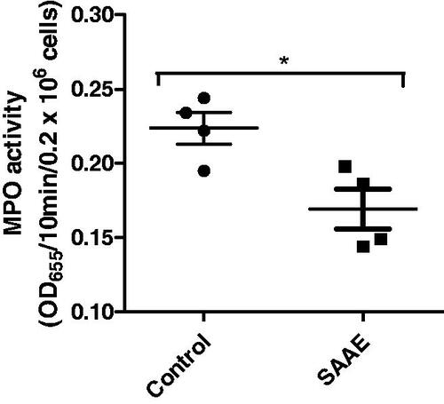 Figure 9. Effect of SAAE on MPO activity in vivo. Mice were treated with vehicle (NaCl 0.9%) or SAAE (200 mg/kg), after 24 h, MPO activity was measured in circulating neutrophils using tetra-methylbenzidine oxidation at 655 nm (mean ± SEM of n = 4, *p < 0.05).