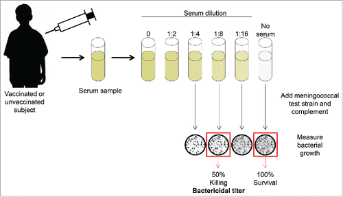 Figure 1. Serum bactericidal assay with human complement. Figure adapted from Ghandi, et al. Postgraduate Medicine, 2016.Citation82