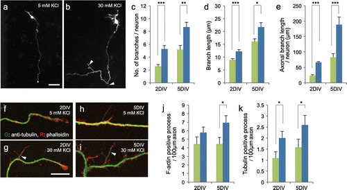 Figure 1. KCl-mediated membrane depolarization increases axonal branching of CGNs. (a, b) CGNs expressing EGFP were maintained in media containing 5 mM (a) or 30 mM (b) KCl. Images of neurons that were fixed at 2 DIV are shown. Arrowheads indicate axonal branches. Scale bar: 50 μm. (c–e) Quantified results obtained from CGNs at 2 and 5 DIV. The number of axonal branches (>5 μm) per neuron (c), length of each axonal branch (d), and total axonal branch length per neuron (e) were measured. For the analysis at 2 DIV, at least 45 neurons from four independent experiments were measured in each condition. For the analysis at 5 DIV, at least 24 neurons from three independent experiments were measured in each condition. (f–i) CGNs cultured at low density in media containing 5 (f, h) or 30 (g, i) mM KCl were fixed at 2 (f, g) or 5 (h, i) DIV, and subjected to immunocytochemistry using anti-tubulin antibody. To stain F-actin, neurons were simultaneously stained with rhodamine-phalloidin. Arrowheads indicate tubulin-positive processes. (j, k) Densities of phalloidin-positive (j) and tubulin-positive (k) protrusions in each condition were quantified. Experiments were performed independently three times, and at least 28 neurons in total were measured in each condition. Scale bar: 10 μm. (***p < 0.001, **p < 0.01, *p < 0.05).