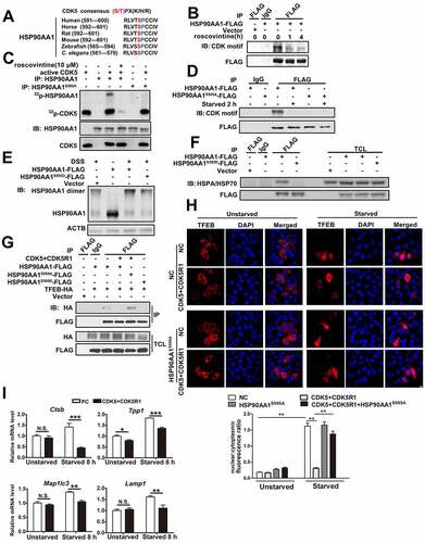 Figure 6. CDK5 phosphorylated HSP90AA1 and inhibited TFEB’s nuclear localization and target gene expression. (A) HSP90AA1 contains a putative CDK5 phosphorylation motif at Ser595. (B) Roscovitine reduces HSP90AA1 phosphorylation in vivo. SN4741 cells were transfected with HSP90AA1-FLAG for 36 h and then treated with roscovitine for 1 or 4 h. HSP90AA1 was immunoprecipitated from the lysates by an anti-FLAG antibody and the precipitates were blotted with an antibody that specifically recognizes phosphorylated serine followed by a proline (top panel). The same membrane was blotted with anti-FLAG (bottom panel). (C) Phosphorylation of HSP90AA1 by CDK5-CDK5R1-p25 at serine 595. FLAG-tagged HSP90AA1 or HSP90AA1S595A overexpressed in HEK293T cells was immunoprecipitated using an anti-FLAG antibody. The precipitates were incubated with purified CDK5-CDK5R1-p25 in an in vitro kinase assay (upper panel). The lower panel shows the total CDK5, immunoprecipitated-HSP90AA1 and immunoprecipitated-HSP90AA1S595A by sequential western blotting. (D) CDK5 leads to HSP90AA1 phosphorylation at Ser595 in vivo and starvation decreases the phosphorylation level. SN4741 cells were transfected with HSP90AA1-FLAG or HSP90AA1S595A-FLAG for 36 h and starved for 2 h. HSP90AA1 was immunoprecipitated from the lysates by an anti-FLAG antibody and the phosphorylation of HSP90AA1 was blotted as described in (B). The same membrane was blotted with anti-FLAG. (E) HSP90AA1S595D mutant inhibits the dimer formation. HEK293T cells were transfected with HSP90AA1-FLAG or HSP90AA1S595D-FLAG and treated with the non-cleavable and membrane-permeable crosslinker disuccinimidyl suberate (DSS), a noncleavable and membrane permeable crosslinker, as described in Methods. HSP90AA1 dimer and HSP90AA1 monomer were determined by immunoblotting. (F) HSP90AA1S595D mutant reduces the binding between HSP90AA1 and HSPA/HSP70. HEK293T cells were transfected with HSP90AA1-FLAG or HSP90AA1S595D-FLAG. The lysates were precipitated with an anti-FLAG antibody and the precipitates were blotted for HSPA/HSP70 (top two panels). The whole lysates were blotted with antibodies to HSP90AA1 and ACTB (bottom two panels). (G) Overexpression of CDK5 and CDK5R1 or HSP90AA1S595D mutant decreases the binding level between HSP90AA1 and TFEB. SN4741 cells were co-transfected as indicated. HSP90AA1-FLAG, HSP90AA1S595A-FLAG or HSP90AA1S595D-FLAG was immunoprecipitated from the lysates by an anti-FLAG antibody and the precipitates were blotted with an anti-HA antibody. The same membrane was blotted with anti-FLAG. The total cell lysis was blotted with anti-HA and anti-FLAG. (H) Overexpression of CDK5 and CDK5R1 reduces starvation-induced nuclear TFEB, while HSP90AA1S595A rendered TFEB less sensitive to the effect of CDK5-CDK5R1. Cells were co-transfected with TFEB-mCherry or TFEB-mCherry, CDK5 and CDK5R1 or TFEB-mCherry and HSP90AA1S595A or TFEB-mCherry, CDK5, CDK5R1 and HSP90AA1S595A for 36 h and then starved for 1 h. Fluorescence images show TFEB-mCherry. The below graph shows the nuclear/cytoplasmic fluorescence ratio (mean ± SEM, n = 3; ***p < 0.001, N.S., not significant compared with the indicated group; scale bar: 10 μm). (I) Overexpression of CDK5 and CDK5R1 reduces starvation-induced expression of TFEB target genes. SN4741 cells were co-transfected with CDK5 and CDK5R1 for 36 h and then starved for 8 h. The mRNA levels were quantified by qPCR. The control sample without any treatment (starvation and overexpression of CDK5 and CDK5R1) was the calibrator and set as 1. All gene-specific mRNA expression values were normalized to Gapdh mRNA. All data are shown as mean ± SEM (H) or mean ± SD (I); n = 3; *p < 0.05, **p < 0.01, ***p < 0.001, N.S., not significant compared with the indicated group.