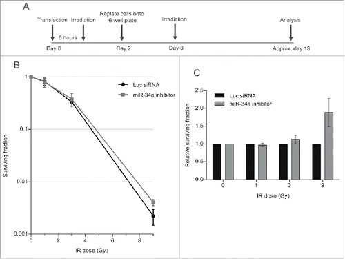 Figure 8. An miR-34a inhibitor counteracts decreased clonogenic cell survival after a second challenge with DNA damage. (A) Experimental scheme. Cal51 cells were transfected with Luc siRNA or miR-34a inhibitor and were irradiated with 3 Gy 5 h post-transfection. Cells were replated into 6-well plates at 48 h post-transfection. At 72 h post-transfection, the plates were irradiated for a second time (with 1, 3, or 9 Gy), and then incubated for further ˜10 days and subjected to crystal violet staining once they reached optimal density. The colonies were then counted and analyzed. (B) Survival curves of a representative experiment (±SD). (C) Survival fraction values of miR-34a inhibitor transfected samples were normalized to those from the corresponding Luc siRNA transfected samples exposed to the same IR dose (2-way ANOVA with Bonferroni's post-test; ***P < 0.001) (mean ± SEM; n = 3).