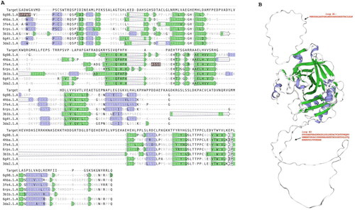 Figure 2. Structural sequence alignment and Tg_CA model. Left side: Using the SWISS-MODEL template library, the structural templates were identified and aligned with the target sequence of Tg_CA. Right side: ribbon representation of the overall fold of the obtained Tg_CA model (region 486–489, see Figure 1(A)) superimposed with the hCA VI structure. Legend: Target, Tg_CA model; 6g98.1.A., hCA IX in complex with sulphonamide; 4hba.1.A, Thermal and Acid Stable Variant of hCA II; 3fe4.1.A., hCA VI; hCA XII complexed with a theranostic monoclonal antibody fragment; 3b1b.1.A, alpha-CA1 from Chlamydomonas reinhardtii; 6g4t.1.A, hCA VII; hCA XIII. Violet indicates secondary structure colour for alpha helices; green indicates secondary structure colour for beta strands. Loops reported in the Tg_CA model (right site) are indicated by #1 and #2 with their respective amino acid sequences.