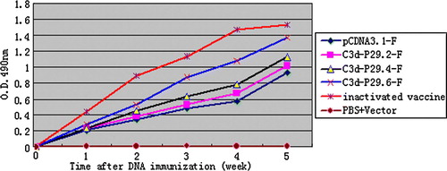 Figure 6.  ELISA antibodies of chickens after immunization. Blood sera were collected post vaccination for detection of antibody in 5 weeks. The increase in antibody response elicited by six copies of P29 was higher than four copies of P29 (P < 0.05), which is also higher than two copies of P29 (P < 0.05). However, the results demonstrated that the antibody levels from chicken immunized primarily with the six copies of P29 group was significantly higher than that from the two copies of P29 group and the F gene alone vaccinated chicken group (P < 0.01) respectively. The challenge/protection experiments were carried out 5 weeks after immunity (results presented in Table 2).