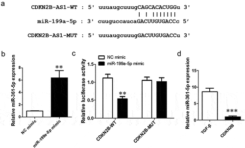 Figure 4. miR-199a-5p is the target miRNA of CDKN2B-AS1. a: CDKN2B-AS1 and miR-199a-5p binding site sequences, including the CDKN2B-AS1 wild type (WT) and mutant type (MUT). b: The expression of miR-199a-5p was examined by RT–qPCR; **p < 0.01 compared with the NC mimic. c: The targeting relationship between CDKN2B-AS1 and miR-199a-5p was confirmed by a dual luciferase reporter assay. **p < 0.01 compared with the contransfection CDKN2B-AS1-WT and the NC mimic. d: RT–qPCR was used to detect the level of miR-199a-5p after overexpression of CDKN2B-AS1. ***p < 0.001 compared with the TGF-β group. Data are presented as means ± SD (n = 3).