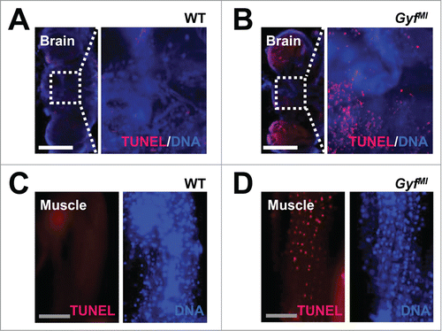 Figure 9. Degenerative phenotypes of brain and muscle tissues of Gyf mutant flies. (A–D) TUNEL (red) and DAPI (blue, DNA) staining reveals apoptotic cells in the brain and skeletal muscle of 4-wk-old Gyf mutant flies. Right panel images are corresponding to the boxed areas in the left panel images (A and B). Scale bars: 200 μm (white), 50 μm (gray).