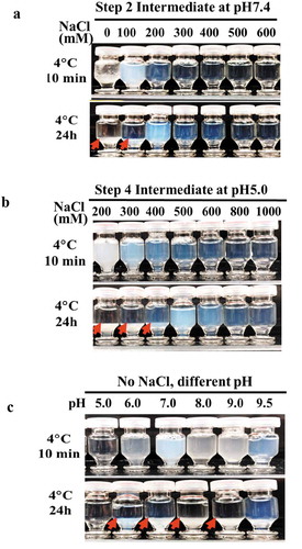 Figure 2. The effects of pH and sodium chloride concentration on the LLPS seen with mAb-X purification intermediates (a) Solution behaviors at pH 7.4 with varying sodium chloride concentrations. (b) Solution behaviors at pH 5.0 with varying sodium chloride concentrations. (c) Solution behavior of mAb-X at different pH values without sodium chloride.