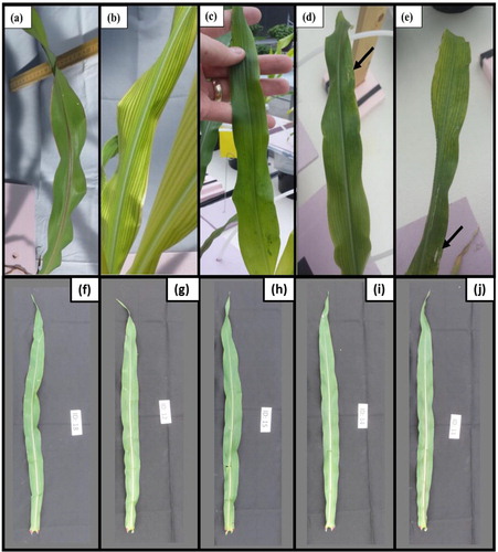 Figure 2. Visual diagnosis of Fe and Zn deficiency symptom following foliar treatments. Leaf re-greening characteristics of the fifth leaf of maize plants, grown in the Fe and Zn trials, 10 days post foliar treatments. No visual signs of re-greening due to the foliar Zn treatments were observed in the Zn trial (f-j). All images were taken from the same statistical block. Arrows indicate areas with leaf burn. (a) Leaf of complete Hoagland solution (with Fe), (b) leaf of plant grown in Hoagland solution containing no Fe, (c) leaf of plant grown in Hoagland solution containing no Fe and sprayed with Fe-Pheroid nanoformulation, (d) leaf of plant grown in Hoagland solution containing no Fe and sprayed with FeHEDTA, and (e) leaf of plant grown in Hoagland solution containing no Fe and sprayed with FeSO4. (f) Leaf of complete Hoagland solutions (with Zn), (g) leaf of plant grown in Hoagland solution containing no Zn, (h) leaf of plant grown in Hoagland solution containing no Zn and sprayed with Zn-Pheroid nanoformulation, (i) leaf of plant grown in Hoagland solution containing no Zn and sprayed with ZnEDTA, and (j) leaf of plant grown in Hoagland solution containing no Zn and sprayed with ZnSO4.