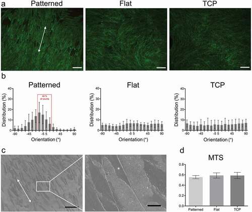 Figure 2. Cell orientation on the patterned films and cell viability. Actin staining of keratocytes cultured on patterned, flat and TCP. SB = 100 μm (a). Distribution of mean actin fiber orientation angles after seven days of culture. Results are representative of seven biological repeats (b). Representative scanning electron micrograph of patterned collagen surface. Arrows indicate the orientation of the grooves and asterisk indicates a cell. SB = 100 μm (left) and 15 μm (right) (c). MTS of patterned, flat and TCP after seven days of culture. Results represent six biological replicates (d). Results are shown as average ± SD.