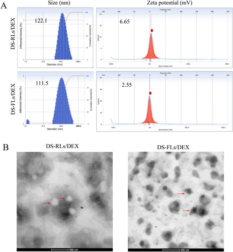 Figure 2. Particle size distribution and zeta potential (A) of DS-RLs/DEX and DS-FLs/DEX, (B) TEM images of DS-RLs/DEX and DS-FLs/DEX, and the lipsomes were marked with red arrows.