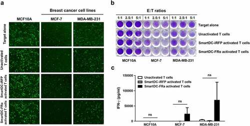 Figure 5. Cytotoxic function of T lymphocytes activated by SmartDC-FRα against cultured BC cell lines examined by fluorescence microscopy (a) and crystalline violet staining (b), and IFN-γ production of T lymphocytes activated by SmartDC-FRα after co-culture with target cells (c). a) The unactivated or activated T lymphocytes were co-cultured with target cell lines expressing mWasabi green fluorescence protein and after co-culturing at effector to target (E:T) ratio of 10:1 for 24 h images were captured by fluorescence microscopy. Target alone indicates target cells without co-culture with the T lymphocytes, unactivated T lymphocytes serve as negative control, and T lymphocytes activated by SmartDC-iRFP are irrelevant DC activation control. Representative images were shown with original magnification of 10x. b) Photograph of crystalline violet staining of target cell lines after co-culture with unactivated T lymphocytes, T lymphocytes activated by SmartDC-iRFP, and T lymphocytes activated by SmartDC-FRα at indicated E:T ratio for 24 h. c) IFN-γ production of unactivated T lymphocytes (white bar), T lymphocytes activated by SmartDC-iRFP (gray bar), and T lymphocytes activated by SmartDC-FRα (black bar) in response to co-culture with target cell lines at E:T ratio of 10:1 for 6 h quantitated by ELISA. Results were summarized from 3 independent experiments.