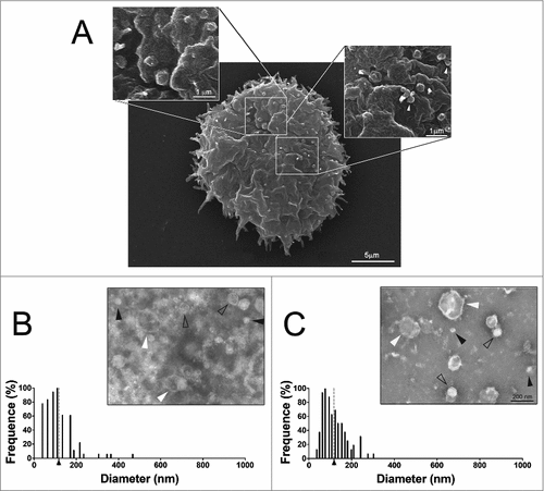 Figure 1. Characterization of EVs secreted by A. castellanii (A) Scanning microscopy of A. castellanii demonstrating the ultrastructure and topography of the amoeba. At the cell´s surface, it is possible to visualize the vesicle shedding, with evagination from the membrane of sphere-like structures. (B and C) Negative contrastation and diameter measurement of EVs secreted by A. castellanii isolated from (B) PYG (PYG-EVs, average diameter of 117.1 ± 73.3 nm as indicated by the axis thick and gray dashed line) and (C) glucose (glucose-EVs, average diameter of 117.7 ± 55.8 nm indicated by axis thick and gray dashed line) medium. On images (B and C), solid black arrows indicate the presence of nano-EVs (<50 nm); open arrows the presence of EVs ranging from 50–200 nm and white arrows, a population of large EVs (>200 nm). Displayed results are the average of 2 independent experiments.