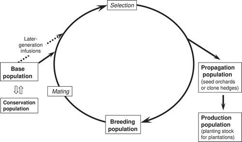 Figure 3. Diagram representing recurrent selection and breeding for general combining ability (after Harwood et al. Citation2001)