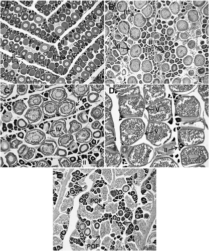 Figure 4 Slides of female gonads of Mugil curema from the Cananéia-Iguape coastal system and Santos estuary, coast of SP state. (A) Early maturation, (B) advanced maturation, (C) early mature, (D) advanced mature, and (E) spawned. II, oocyte with primary growth (Phase II); III, oocytes with cortical alveoli (Phase III); IV, oocytes with early vitellogenesis (Phase IV); V, oocytes with complete vitellogenesis (Phase V); and POFs, postovulatory follicles.
