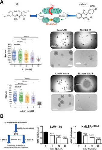 Figure 3. A.) Cell2Sphere™ assays (StemTek Therapeutics) using MDA-MB-436 breast cancer cells were performed as per the manufacturer’s instructions. Graded concentrations of mdivi-1 (M0119, Sigma-Aldrich) or mitochondrial fusion promoter M1 hydrazone (SML0629, Sigma-Aldrich) were added to quintuplicate sets of wells on days 1 and 4 without replenishing the medium. ImageJ (NIH) was used to quantify the size (left; central lines indicate mean values ± SD) and number (right; representative photomicrographs) of 6 day-old mammospheres. Comparisons of means were performed by ANOVA. B.) Monolayers of double-thymidine block synchronized SUM-159 and HMLERshEcad cells were pre-treated with graded concentrations of mdivi-1 for 6 hours, trypsinized and re-plated for mammosphere assays in the absence of mdivi-1. Mammosphere-forming efficiency (MSFE) was calculated as described previously [Citation95]. MSFE of vehicle-alone control cells was normalized to one; three technical replicates per n; n = 3 experimental replicates. (Drp1: dynamin-related protein 1; Mfn: mitofusins; DMSO: dimethyl sulfoxide). The results are presented as the mean (columns) ± SD (bars) of three independent experiments performed in triplicate. Comparisons of means were performed by ANOVA. SUM-159 and HMLERshEcad cells were routinely grown in Ham’s F12 and Clonetics™ MEGM™ (Mammary Epithelial Cell Growth Medium), respectively [Citation95].