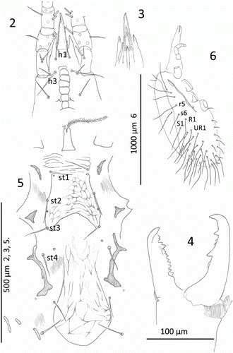 Figures 2–6  Mumulaelaps ammochostos sp. n. Female. 2, Hypostome, sternal and epigynal shield. 3, Dorsal view of fimbriate internal mala and labrum with chelicera removed. 4, Chelicerae. 5, Venter of mite showing lateral reduction in sternum and reduction in endopodal shields. 6, Lateral view of mite with peritreme and long post lateral setae. Idiosomal setal names follow Lindquist & Evans (Citation1965).
