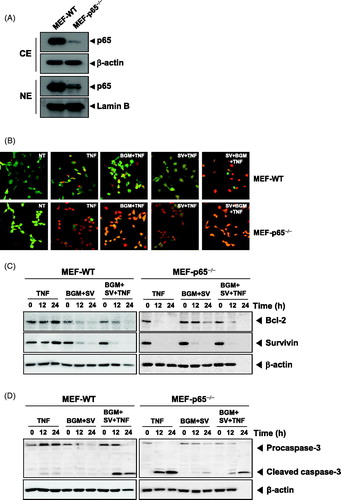 Figure 4. (A) Cytoplasmic and nuclear extracts were prepared from MEF wild-type and MEF p65−/− cells, separated on SDS-PAGE and electrotransferred to a nitrocellulose membrane. The analysis was performed using p65 antibody. (B) The MEF wild-type and MEF p65−/− (1 × 105 cells/ml) cells were pretreated with 10 μM SV in the presence or absence of 50 μM BGM for 12 h, incubated 0.1 nM TNF for 24 h. Cells were stained with live/dead assay reagent for 30 min and then analyzed under a fluorescence microscope. (C) MEF wild-type and MEF p65−/− (1 × 106 cells/ml) cells were treated with 10 μM SV in the presence or absence of 50 μM BGM for 12 h, incubated 0.1 nM TNF for 24 h. Whole-cell extracts were prepared, separated on SDS-PAGE and subjected to Western blotting using antibodies against the Bcl-2 and Survivin. β-Actin was used as a loading control. (F) MEF wild-type and MEF p65−/− (1 × 106 cells/ml) cells were pretreated 10 μM SV in the presence or absence of 50 μM BGM for 12 h, incubated 0.1 nM TNF for 24 h. Caspase-3 cleavage was determined by Western blot analysis. β-actin was used as a loading control.