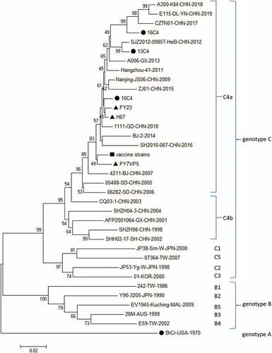 Figure 1. Neighbor-joining phylogenetic trees for EV-A71 complete VP1 sequences (891 bp). The nucleotide substitution model used was the p-distance model. One thousand bootstrap replicates were used for construction of the phylogenetic trees; values >70% are shown. The scale bar represents a genetic distance of 0.02 nucleotide substitutions per site.The symbol “■” indicates 2008 clinical isolates; “●”indicates 2010, 2013, 2016 Chinese clinical isolates and BrCr-USA-1970 strain;“▲”indicates three strains of vaccine produced in China, the reference sequences are labeled with GenBank accession no./country/year.